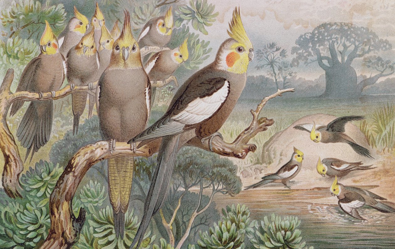 Kockatiel, Brehms Tierlebenin levy: Allgemeine Kunde des Tierreichs, vol.5, s.60, julkaisija Bibliographisches Institut, 1892 tekijältä German School