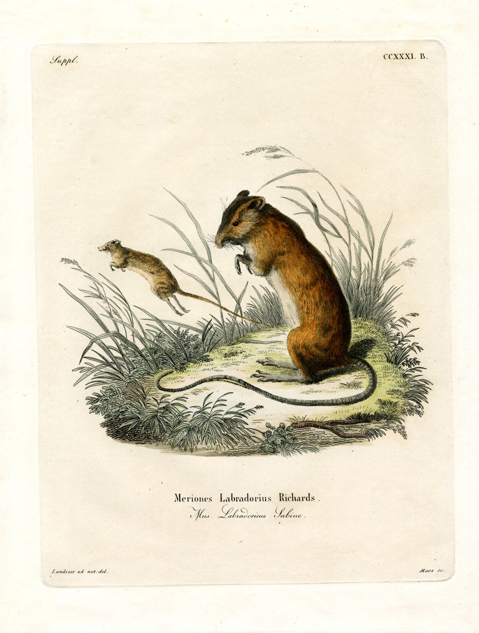 Labrador Jumping Mouse (värillinen kaiverrus) tekijältä German School