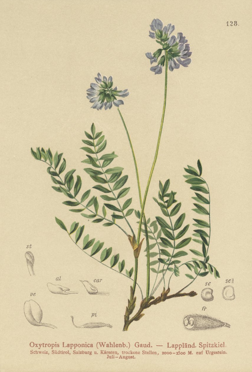 Lapin maitovirna (Oxytropis Lapponica) tekijältä German School