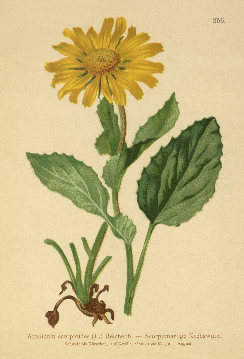 Isokukkainen Leopards Bane (Aronicum scorpioides, Doronicum grandiflorum) tekijältä German School