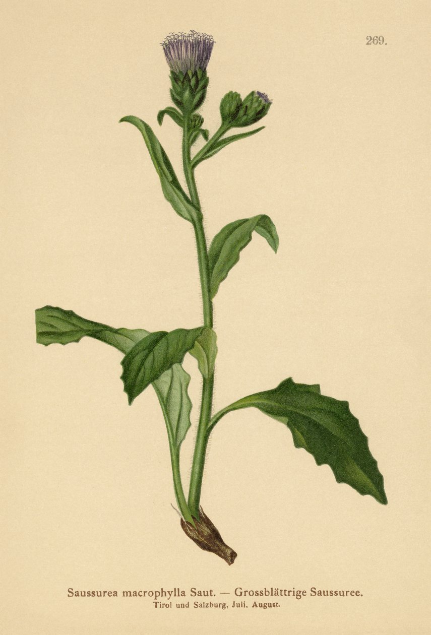 Isolehtinen sahanpensas (Saussurea macrophylla, Saussurea alpina ssp. macrophylla) tekijältä German School