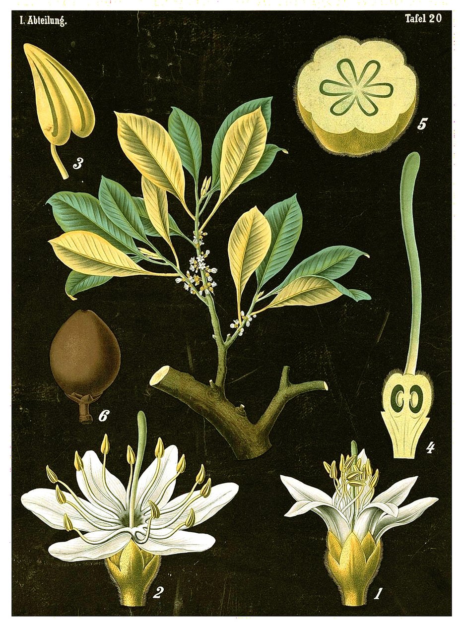 Lateksi (Palaquium gutta) n. 1890 (kromolitografia) tekijältä German School