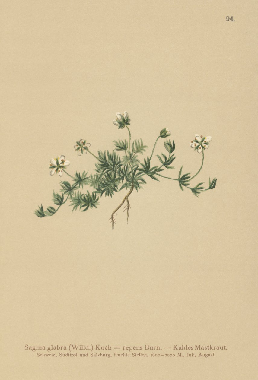 Nurmikon helmiwort (Sagina glabra, Sagina repens) tekijältä German School