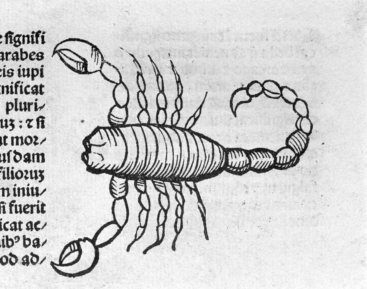 Le Scorpio - Johannes Angelon traktaatissa vuosien suurista yhteyksistä ja niiden vallankumouksista. Augsburg, Erhard Ratdolt tekijältä German School