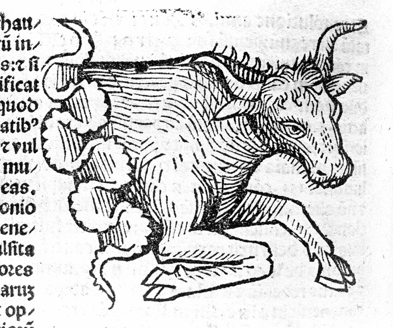 Le Taurus - Johannes Angelin tutkielmassa De Magnisconnectionibue annorum revolutionis et eum pefectionis. Augsburg, Erhard Ratdolt tekijältä German School