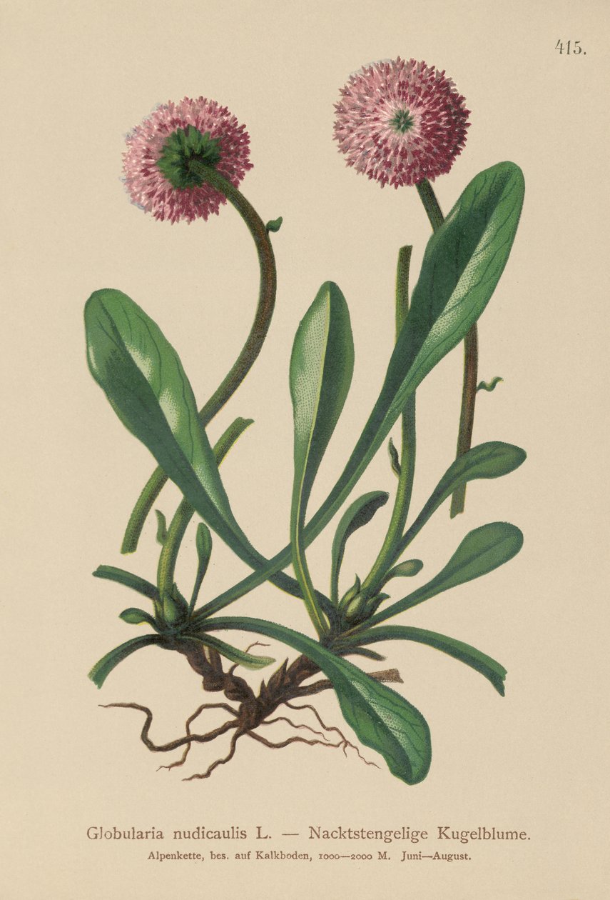 Lehdetön varsimainen globularia (Globularia nudicaulis) tekijältä German School