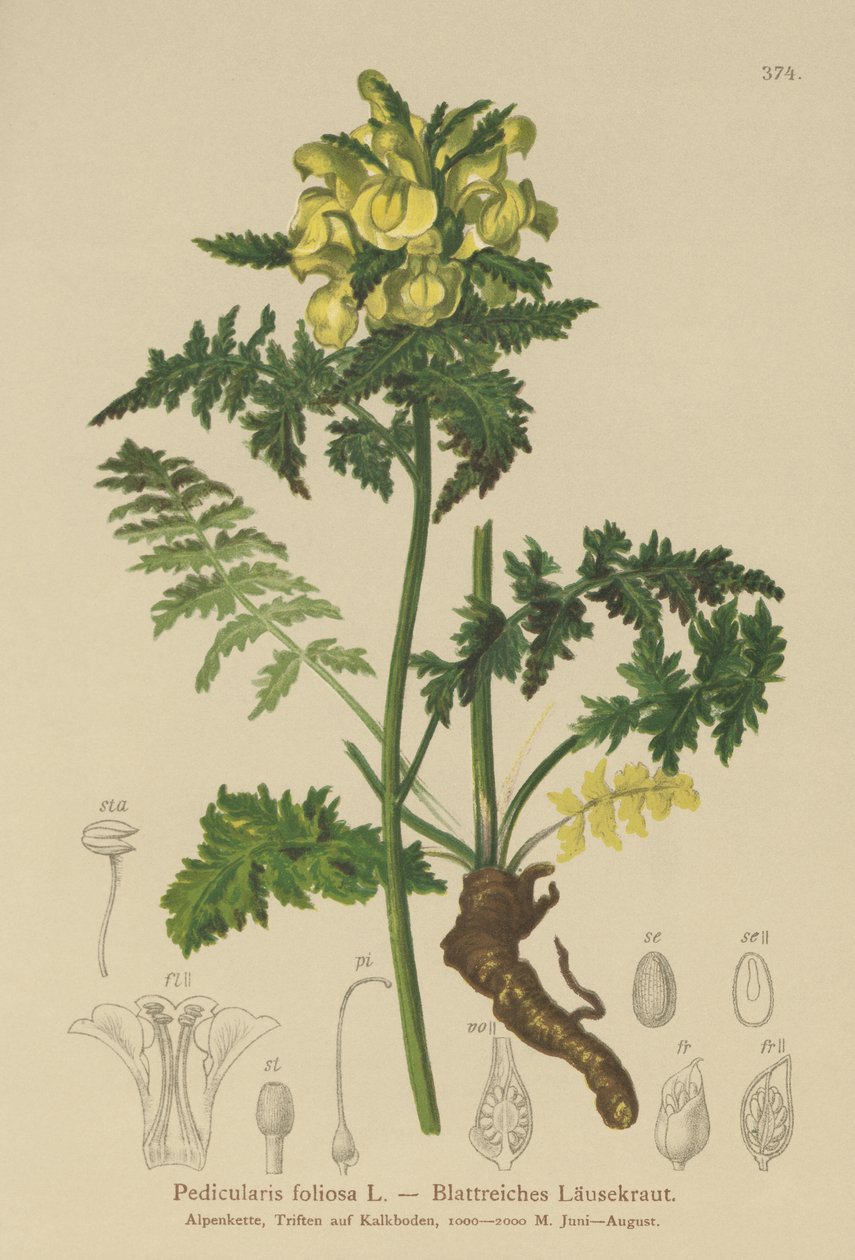 Lehtinen lousewort (Pedicularis foliosa) tekijältä German School
