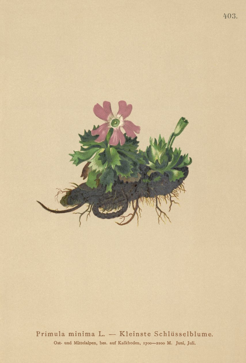 Vähiten esikko (Primula minima, Auriculastrum primula, Primula veris) tekijältä German School