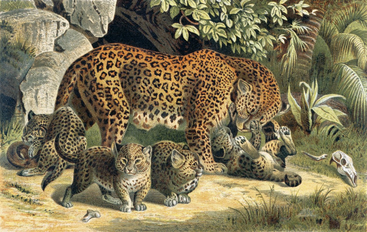 Leopard, levy Brehm