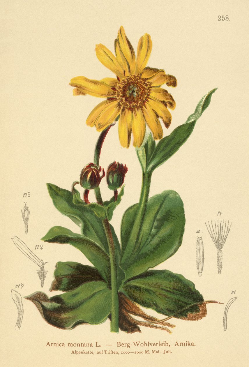Leopards-bane (Arnica montana) tekijältä German School