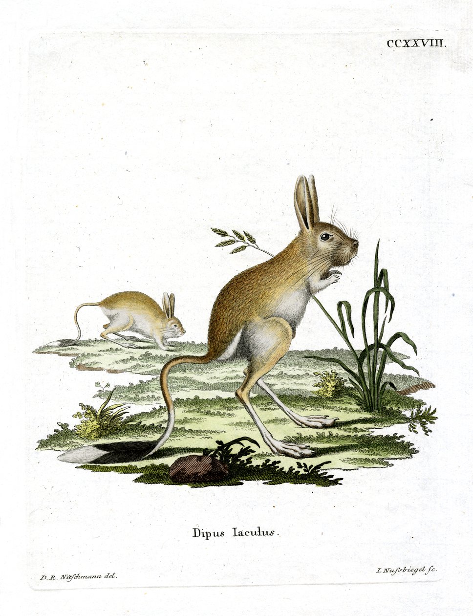 Pieni egyptiläinen jerboa (värillinen kaiverrus) tekijältä German School