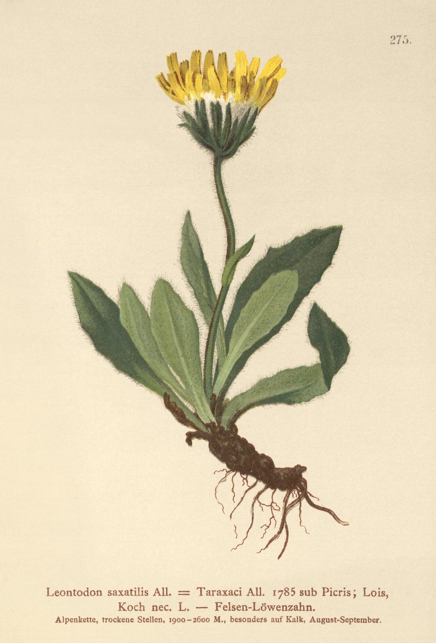 Lesser Hawkbit (Leontodon saxatilis, Leontodon Taraxaci) tekijältä German School