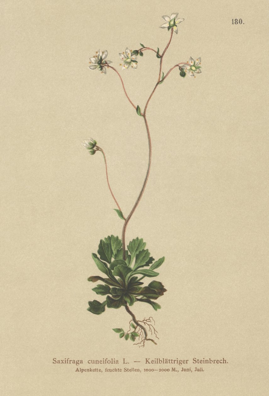 Pieni Lontoon ylpeys (Saxifraga cuneifolia) tekijältä German School