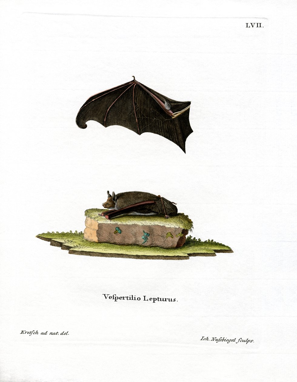 Lesser Sac-winged Bat (värillinen kaiverrus) tekijältä German School