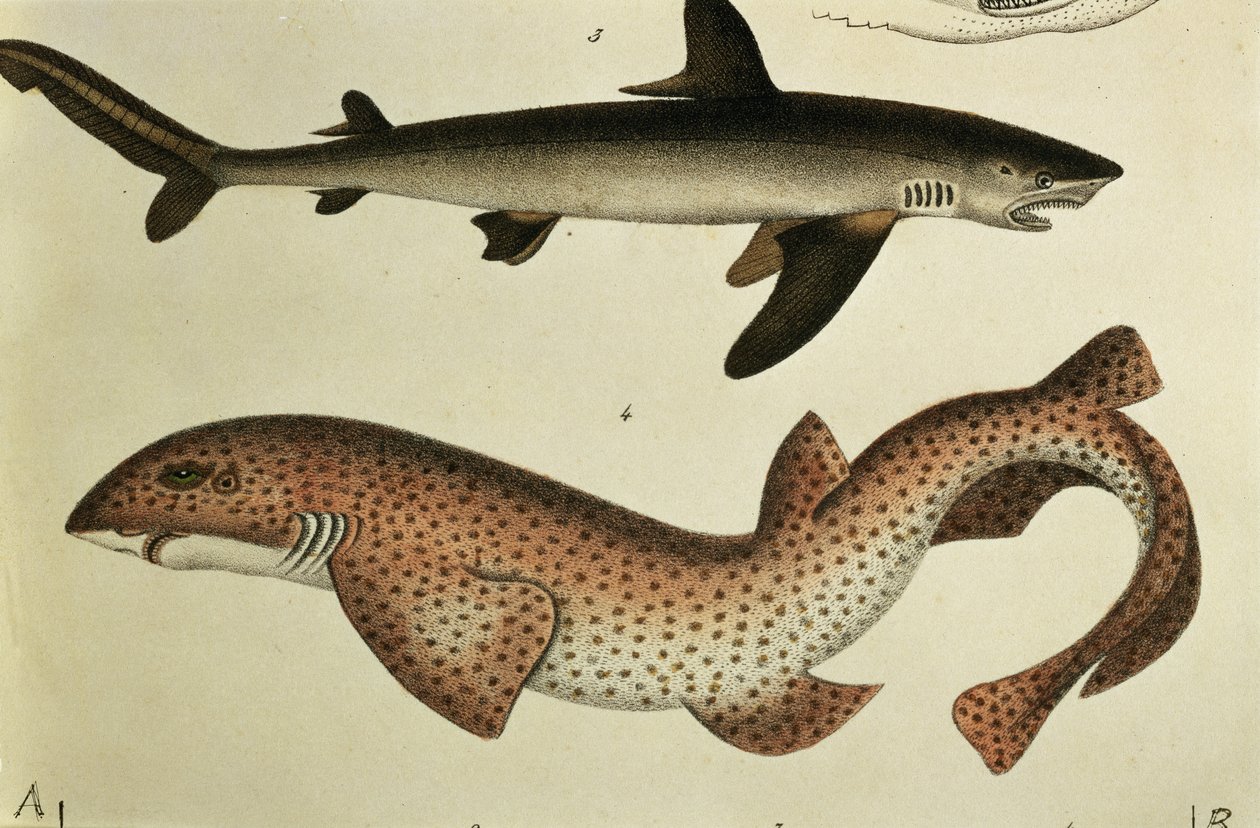 Lesser Spotted Dogfish, Pl. 93 julkaisusta "Natural History and Illustration of Fish", kirjoittanut H.R. Schinz, 1836 tekijältä German School