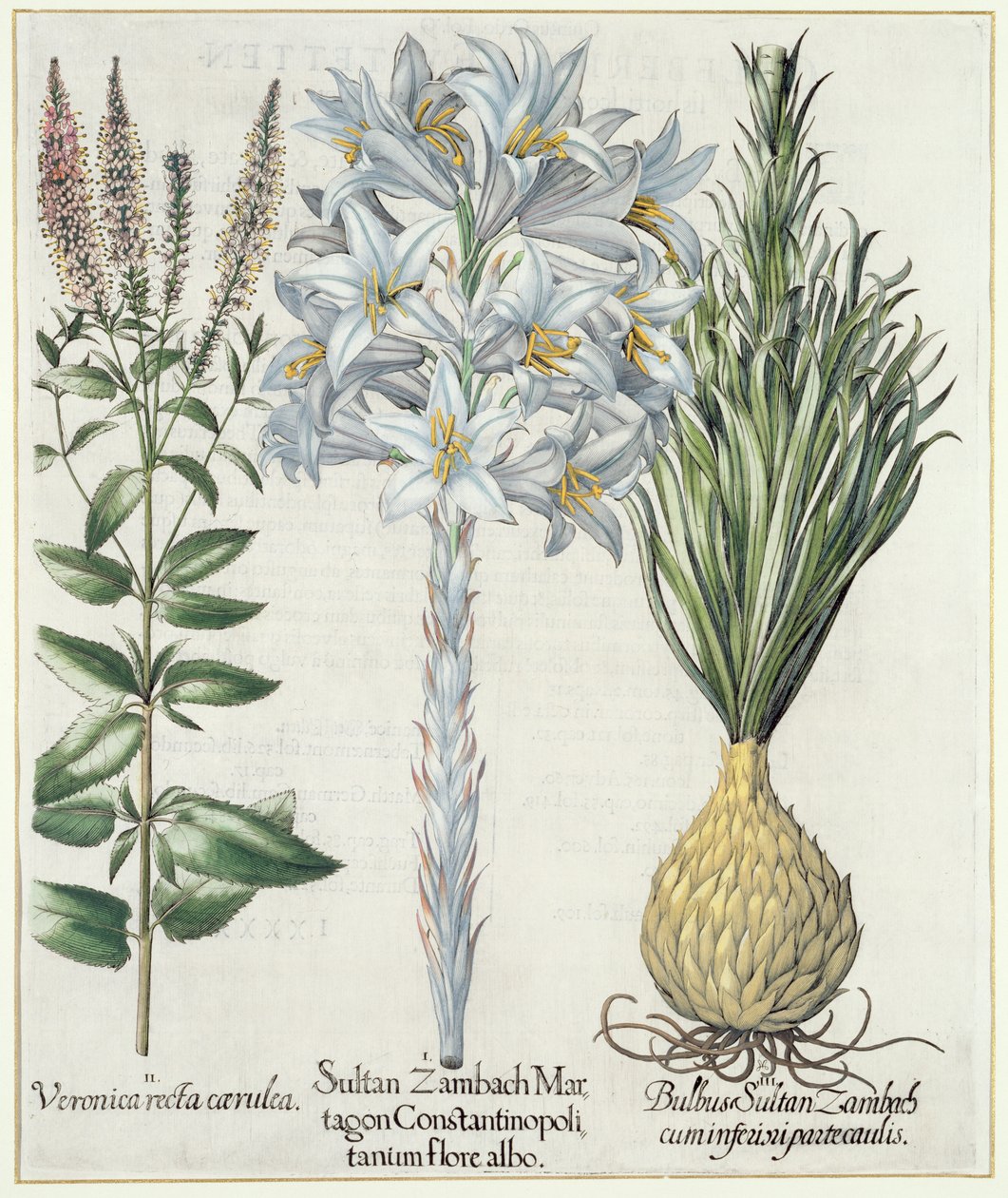 Lilja: 1.Sultaani Zambach Martagon Konstantinopolin valkoinen kukka 2.Veronica recta carnlea 3.Bulbus Sultan Zambach cuminfeunipartecaulis, Basil Beslerin (1561-1629) Hortus Eystettensisistä, pub. 1613 tekijältä German School