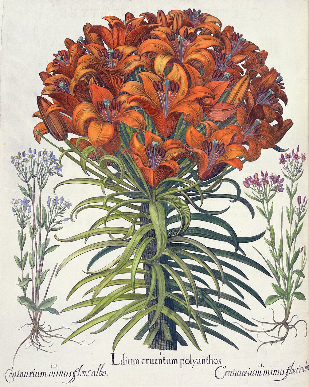 Lilja ja pyökki: 1. Lilium bloody polyanthos; 2.Centaurium miinus punainen kukka; 3. Centaurium miinus flore albo, Basil Beslerin (1561-1629) Hortus Eystettensisistä, pub. 1613 tekijältä German School