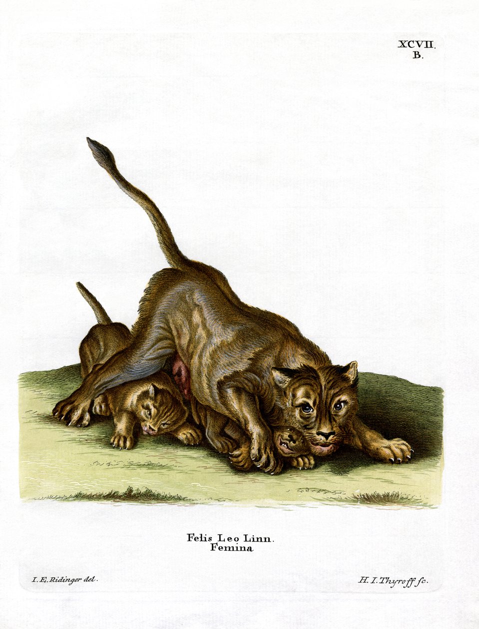 Lioness (värillinen kaiverrus) tekijältä German School