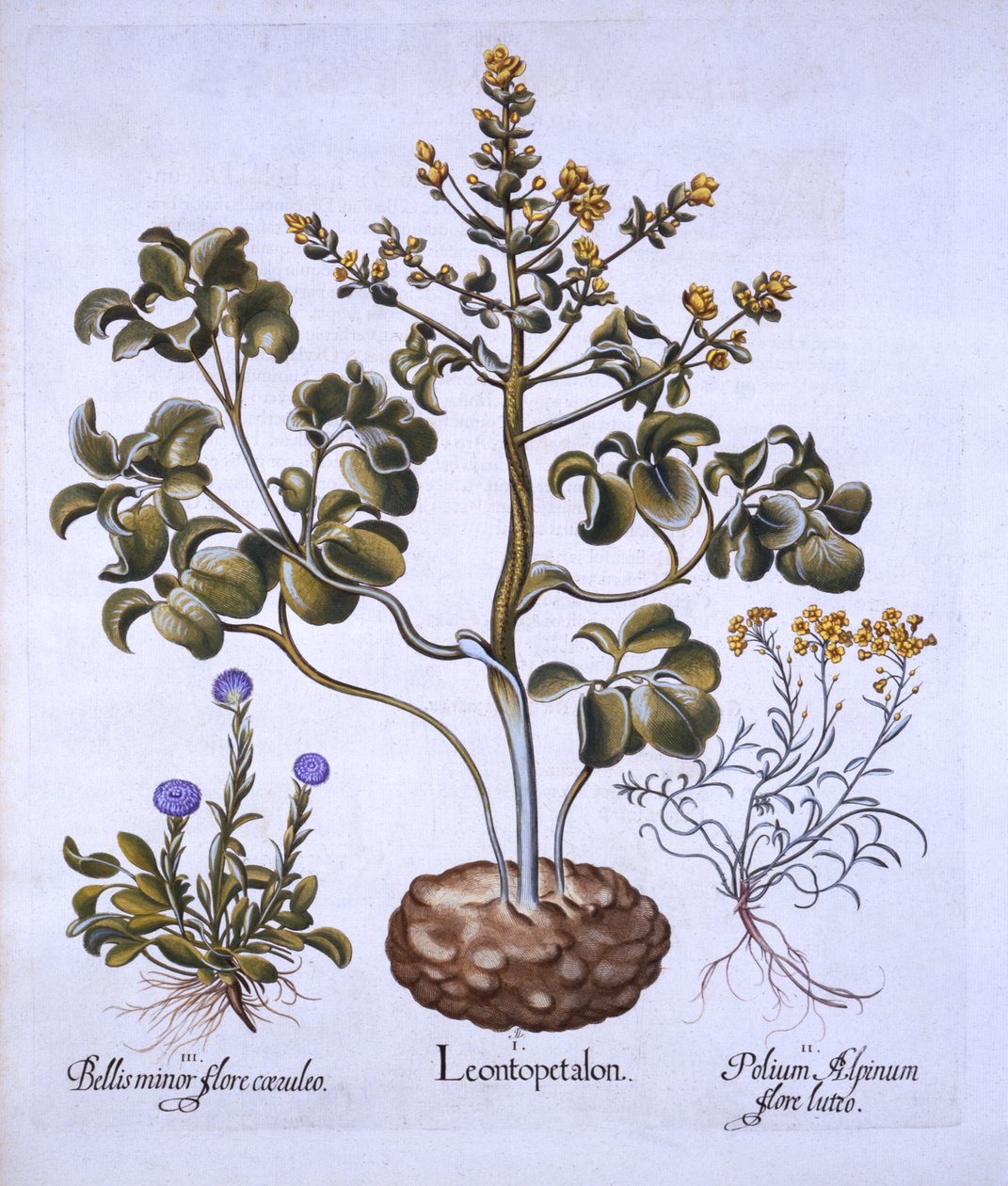 Lions Leaf and Alpine Flowers, Hortus Eystettensis, kirjoittanut Basil Besler (1561-1629), pub. 1613 (käsinvärinen kaiverrus) tekijältä German School
