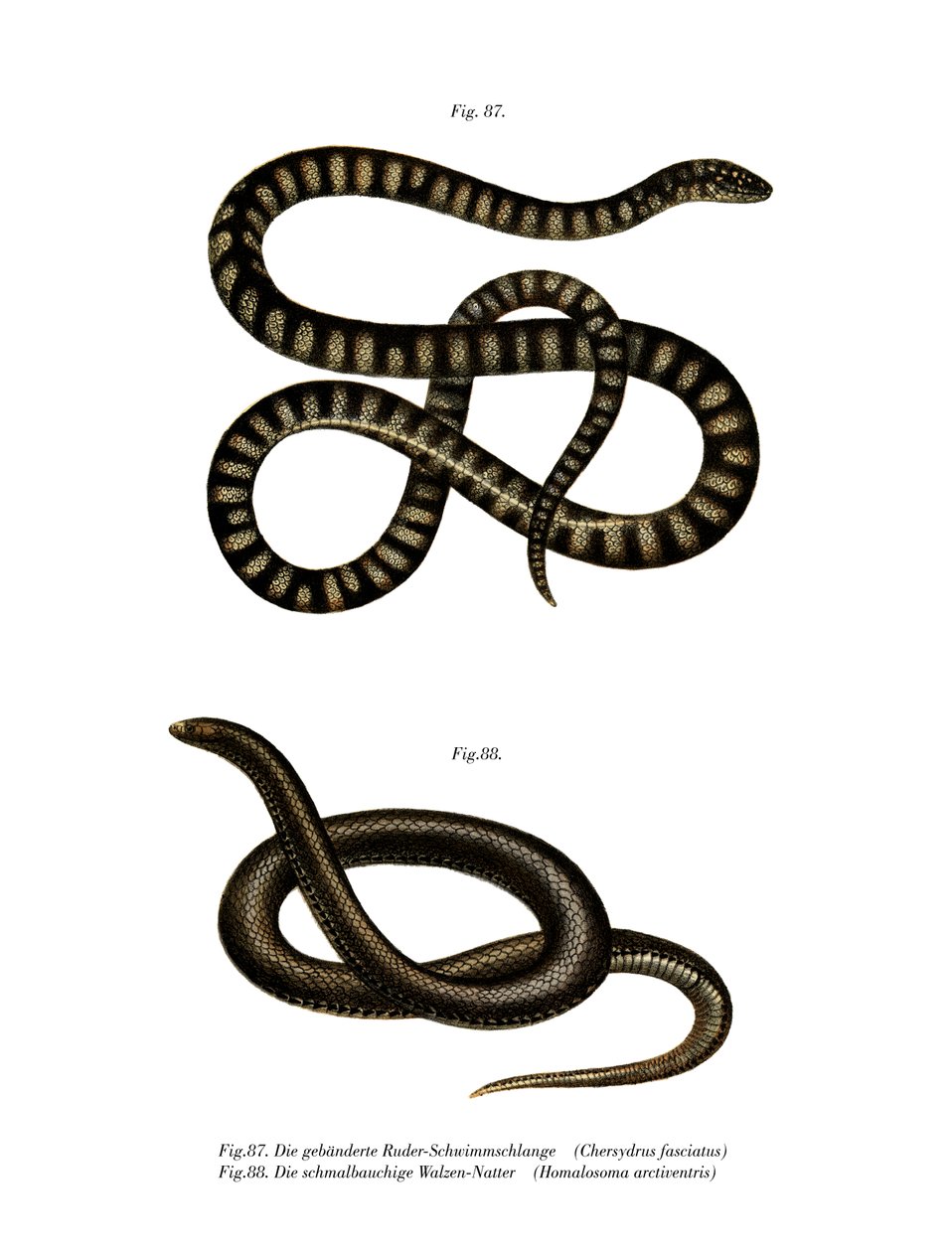 Little File Snake (väri litho) tekijältä German School