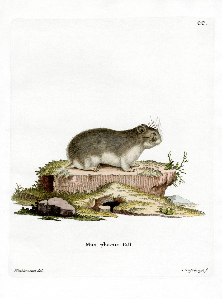 Little Grey Hamster (värillinen kaiverrus) tekijältä German School