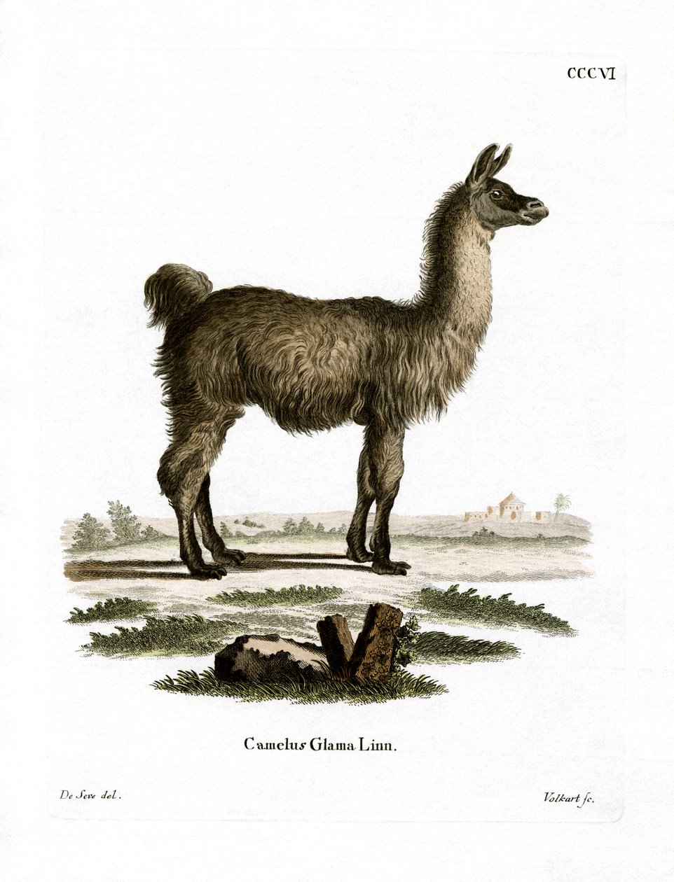 Lama (värillinen kaiverrus) tekijältä German School