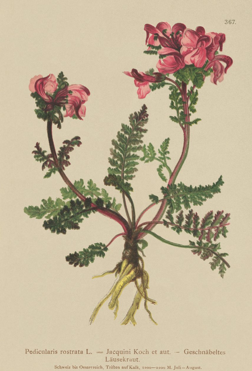 Pitkänokkakärsä (Pedicularis rostrata) tekijältä German School