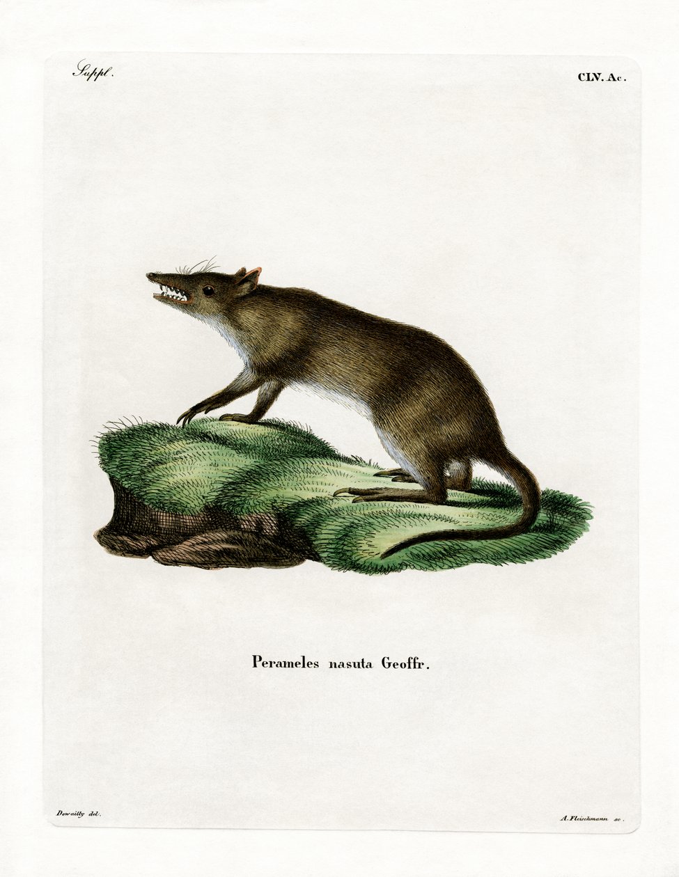 Pitkänokkainen Bandicoot (värillinen kaiverrus) tekijältä German School