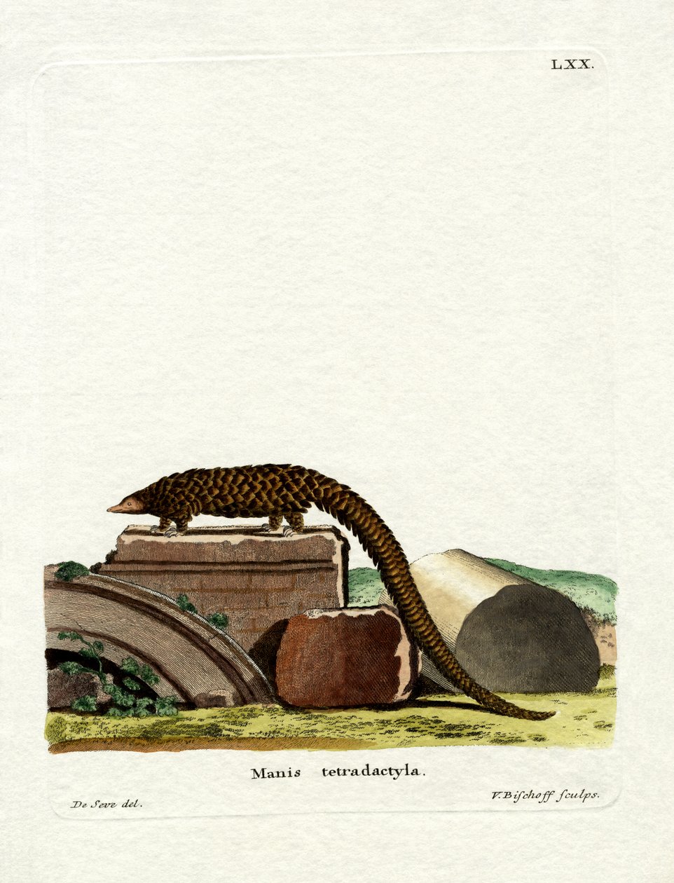Pitkähäntäinen Pangolin (värillinen kaiverrus) tekijältä German School