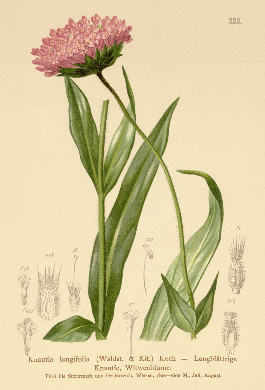 Pitkälehtinen leskikukka (Knautia longifolia) tekijältä German School