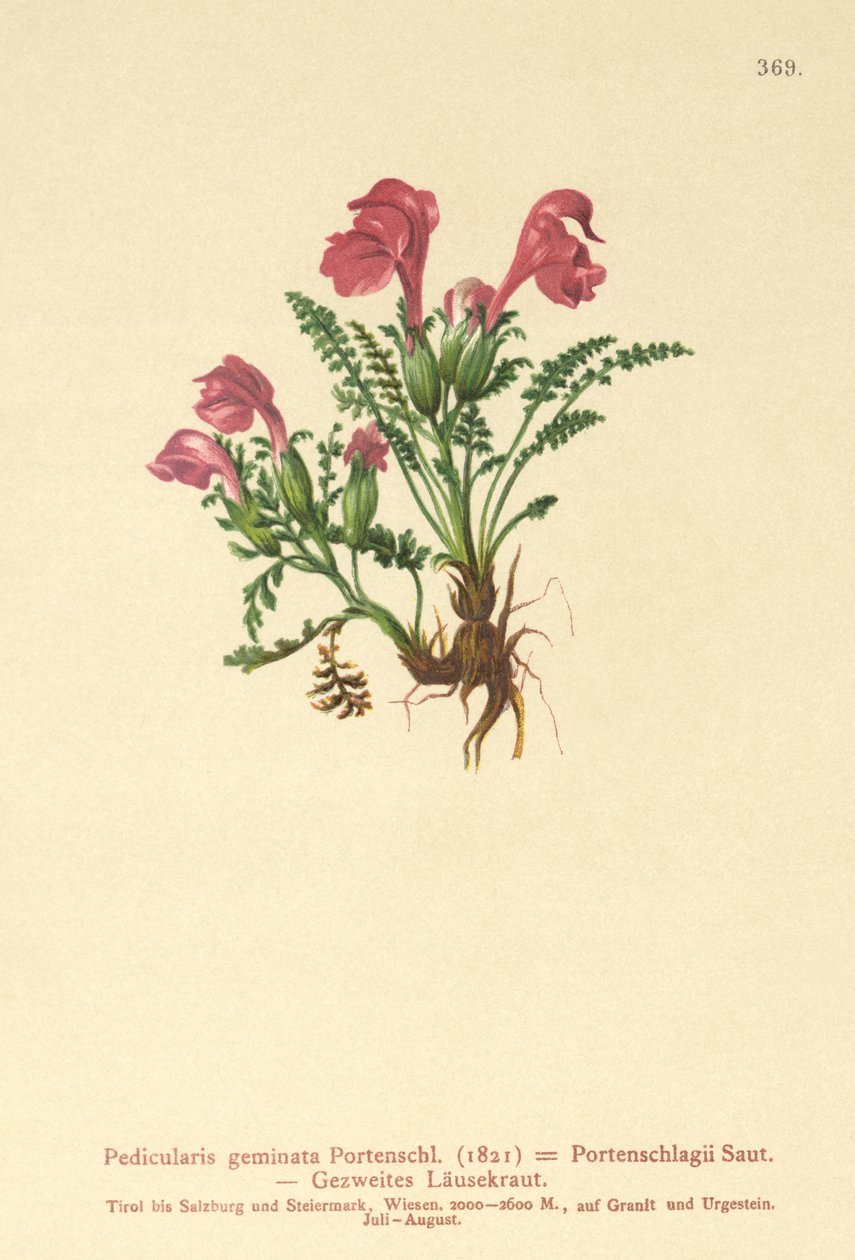 Lousewort (Pedicularis geminata, Pedicularis Portenschlagii, Pedicularis pumila) tekijältä German School