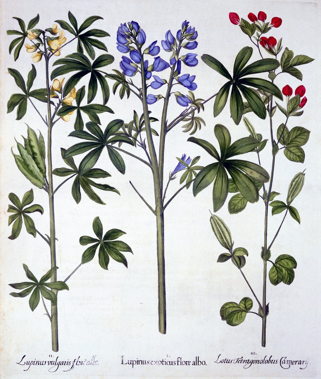 Lupiinit ja punainen parsaherne, Hortus Eystettensis, kirjoittanut Basil Besler (1561-1629), pub. 1613 (käsinvärinen kaiverrus) tekijältä German School