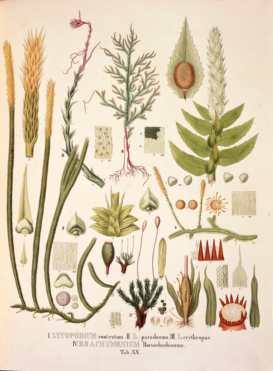 Lycopodium ja Brachymenium, taulukko XX Johann Baptist Von Spixin ja Carl Friedrich Von Martiuksen 
