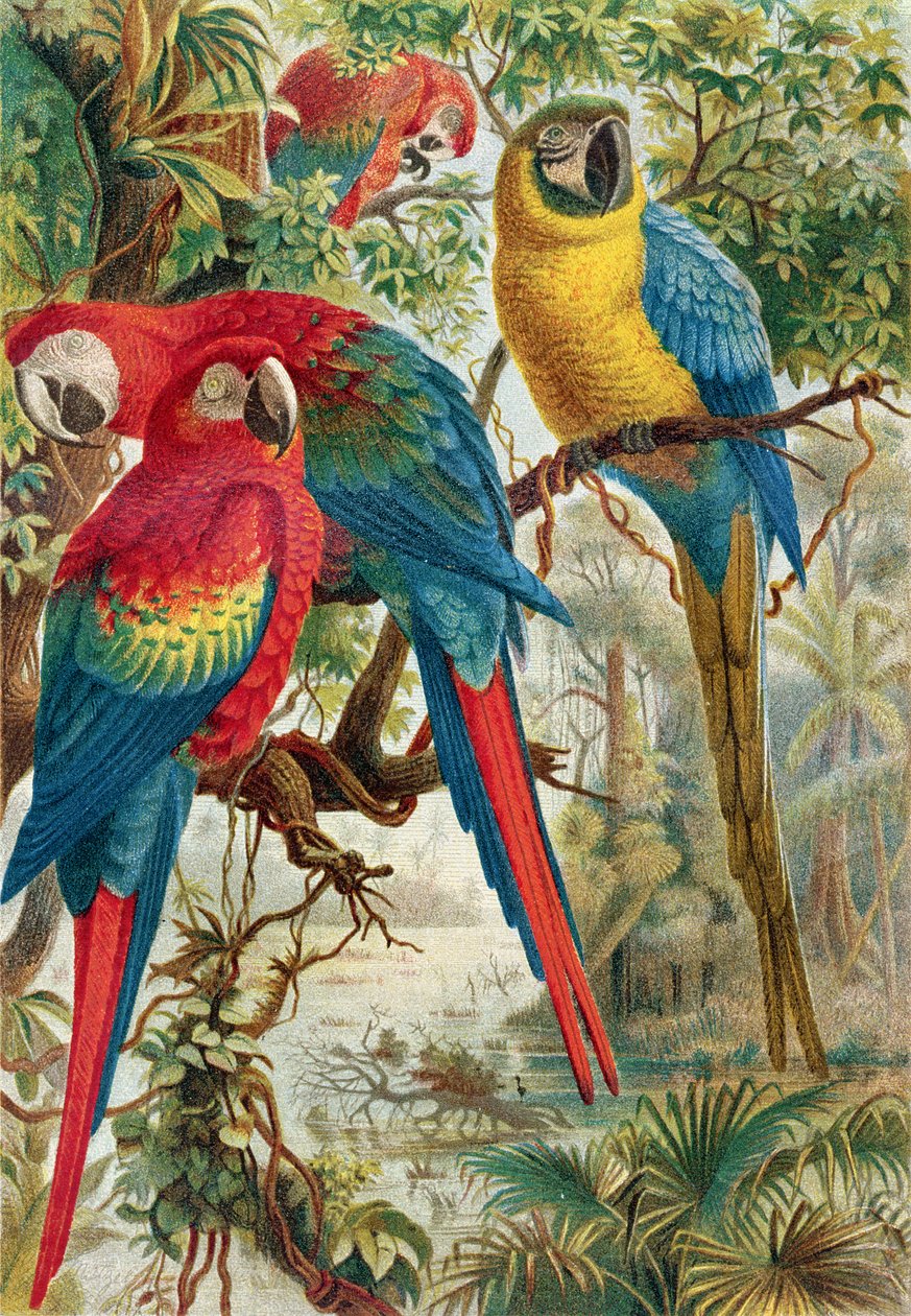 Arat, levy Brehmin eläinelämästä: General Knowledge of the Animal Kingdom, osa 5, s. 60, julkaissut Bibliographic Institute, 1892 tekijältä German School