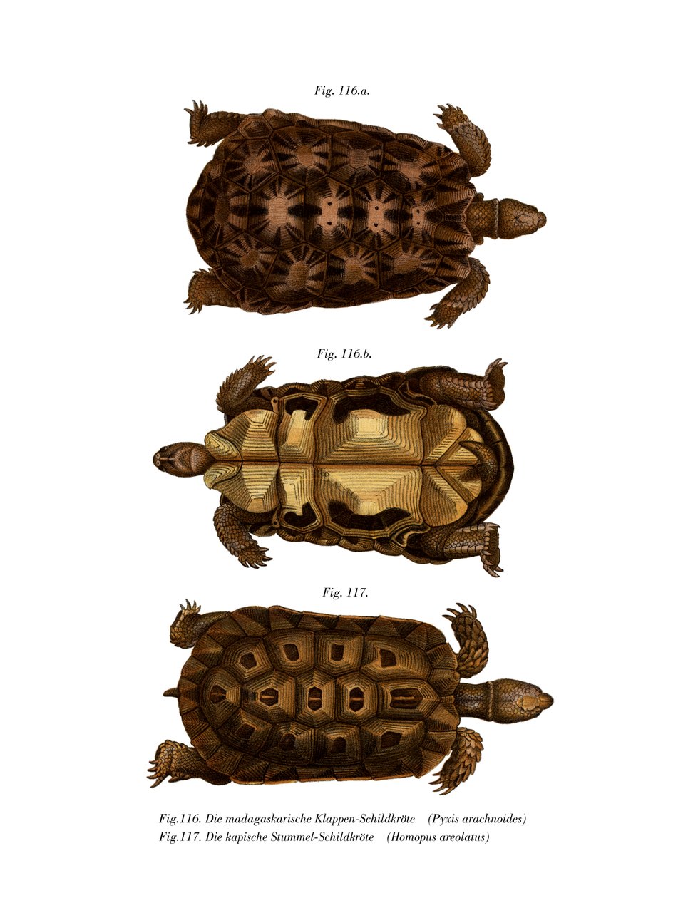 Madagascanin hämähäkkikilpikonna (väri litho) tekijältä German School