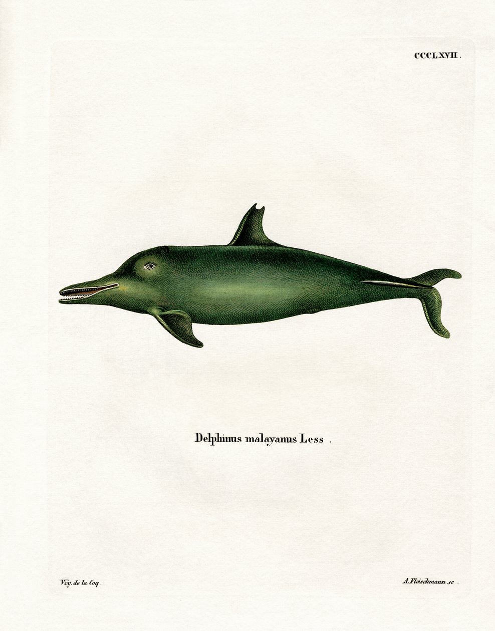 Malayan Dolphin (värillinen kaiverrus) tekijältä German School