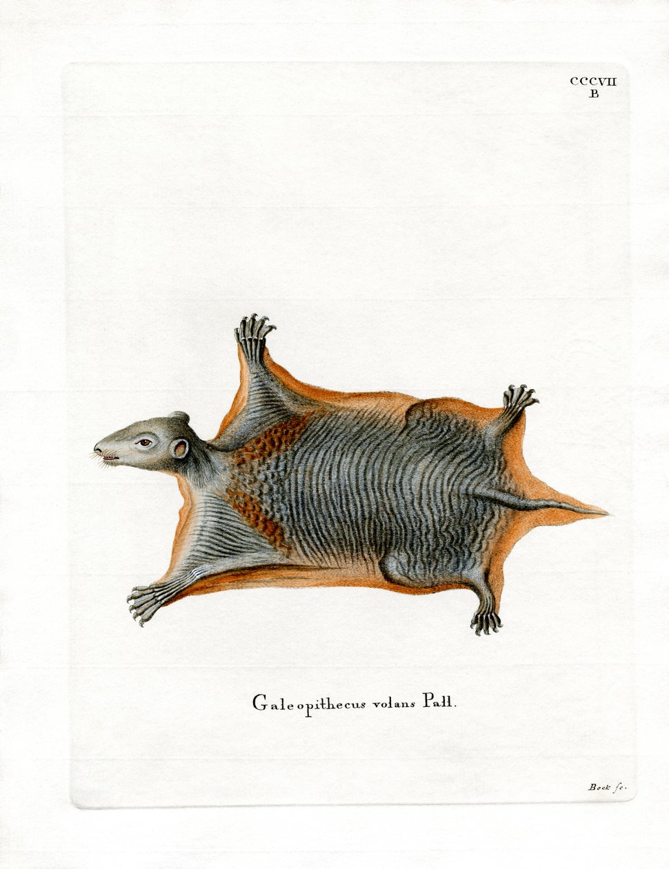 Malayan Flying Lemur (värillinen kaiverrus) tekijältä German School