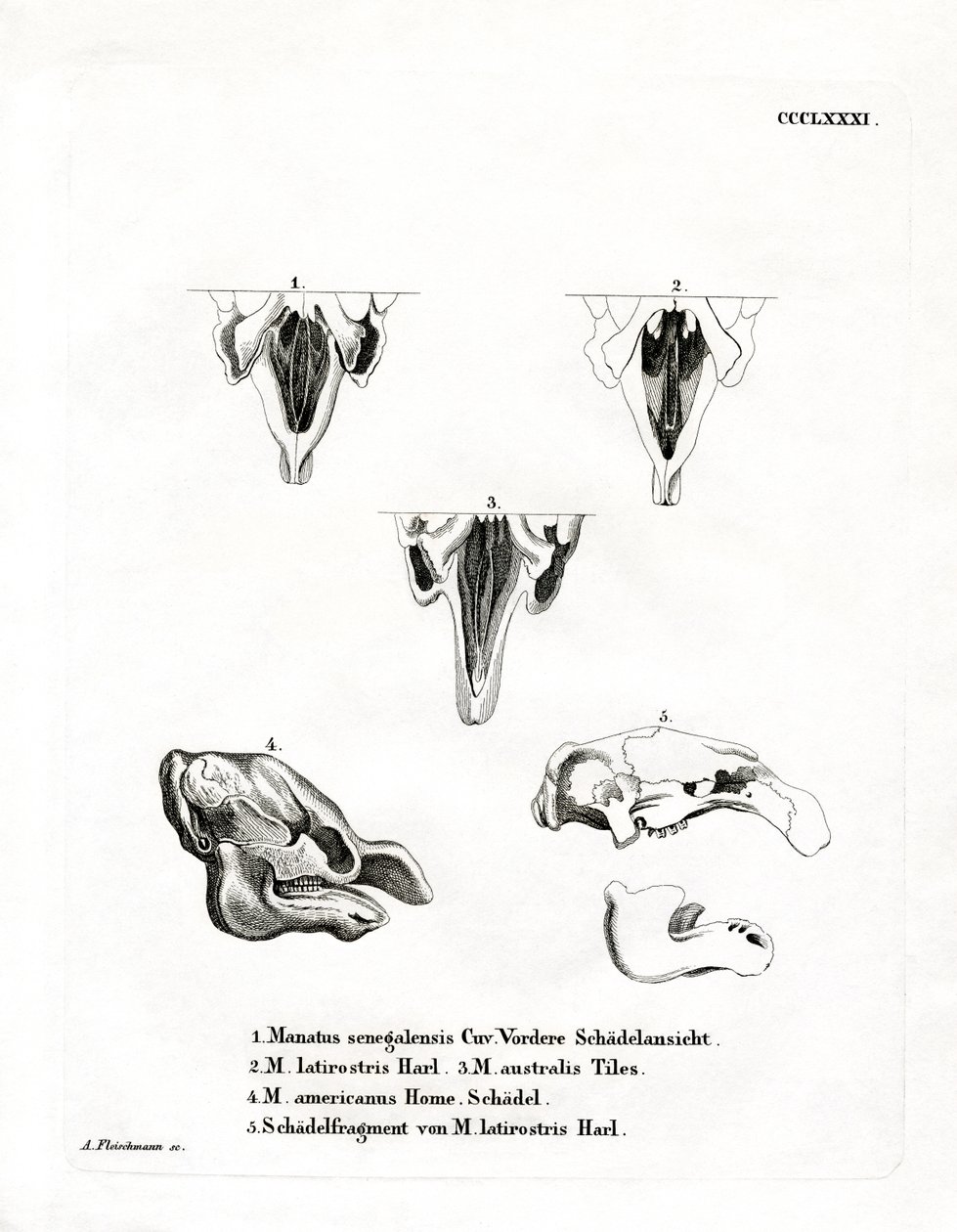Manatee Skulls (värillinen kaiverrus) tekijältä German School