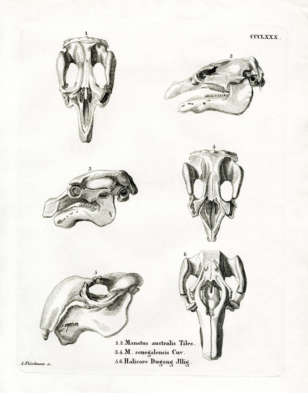 Manatee Skulls (värillinen kaiverrus) tekijältä German School