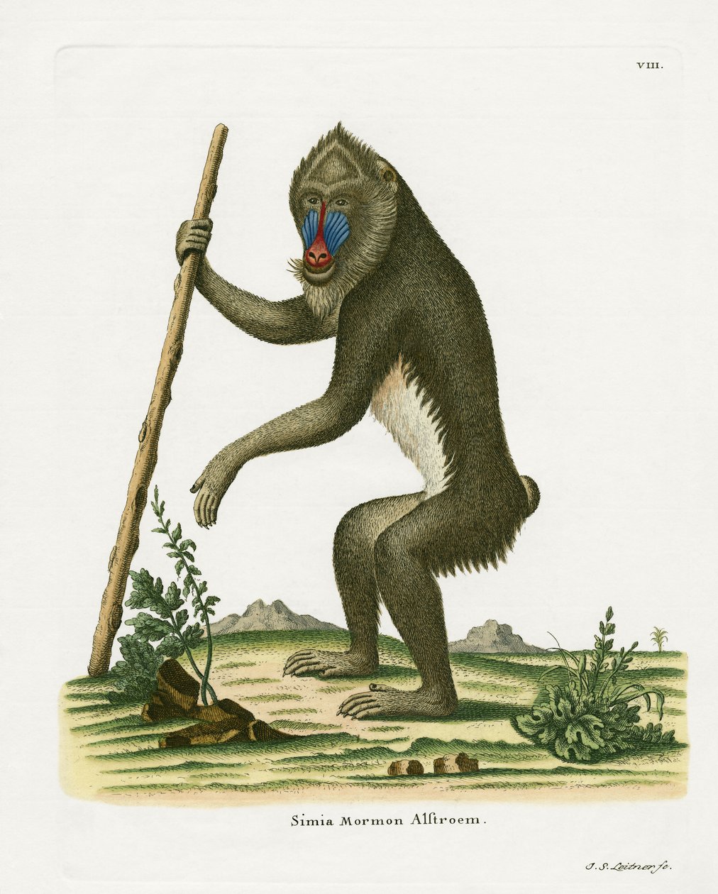 Mandrill (värillinen kaiverrus) tekijältä German School