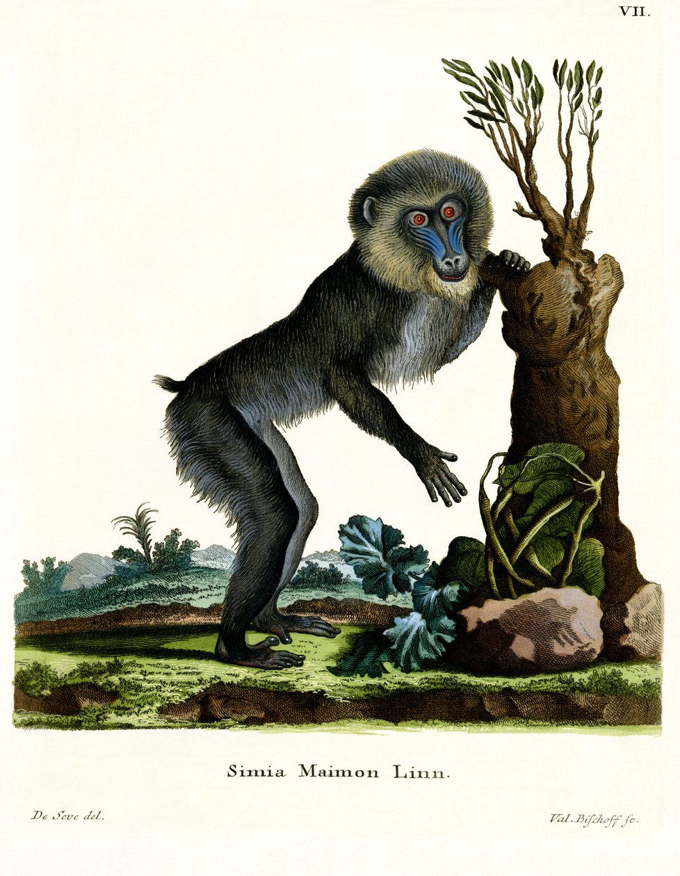 Mandrill (värillinen kaiverrus) tekijältä German School