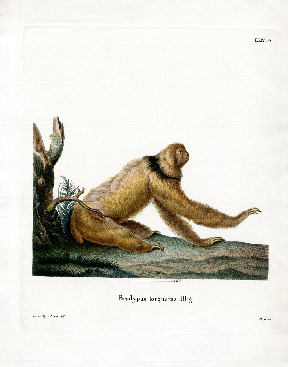Maned Sloth (värillinen kaiverrus) tekijältä German School