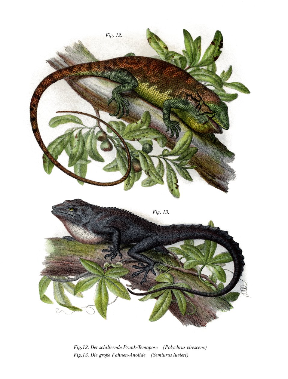 Monivärinen Bush Anole (väri litho) tekijältä German School