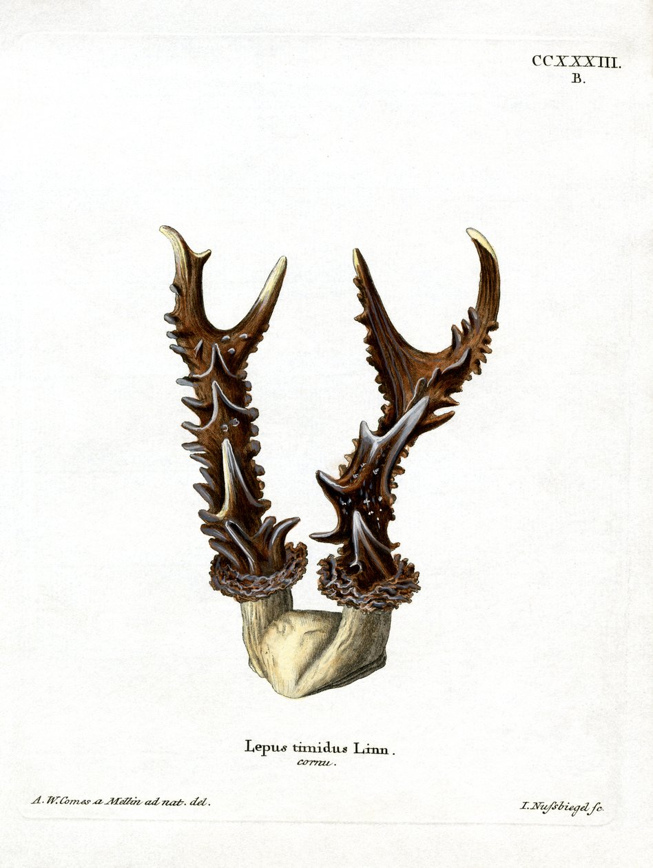 Mountain Hare Antlers (värillinen kaiverrus) tekijältä German School