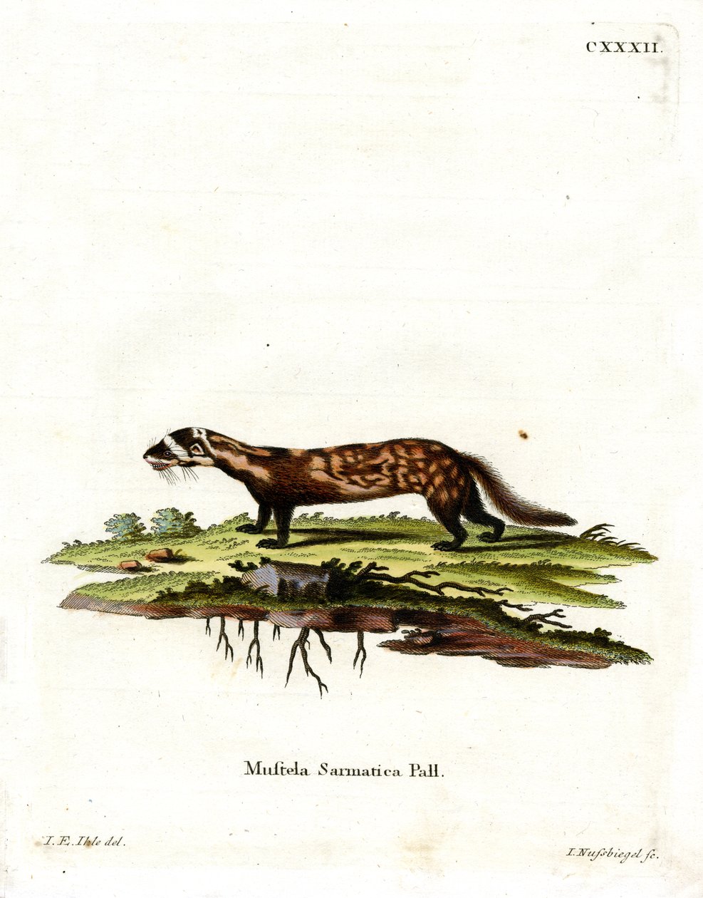 Marmoroitu Polecat (värillinen kaiverrus) tekijältä German School