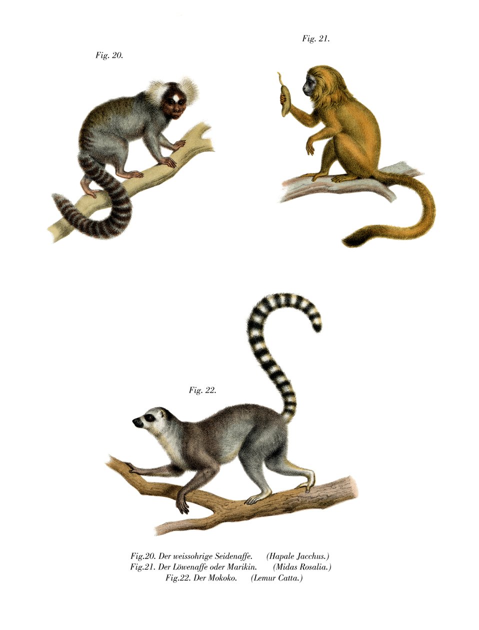 Marmoset, 1860 tekijältä German School