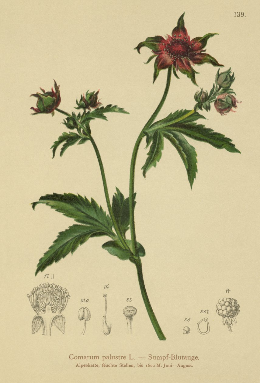 Marsh Cinquefoil (Comarum palustre, Potentilla palustris) tekijältä German School