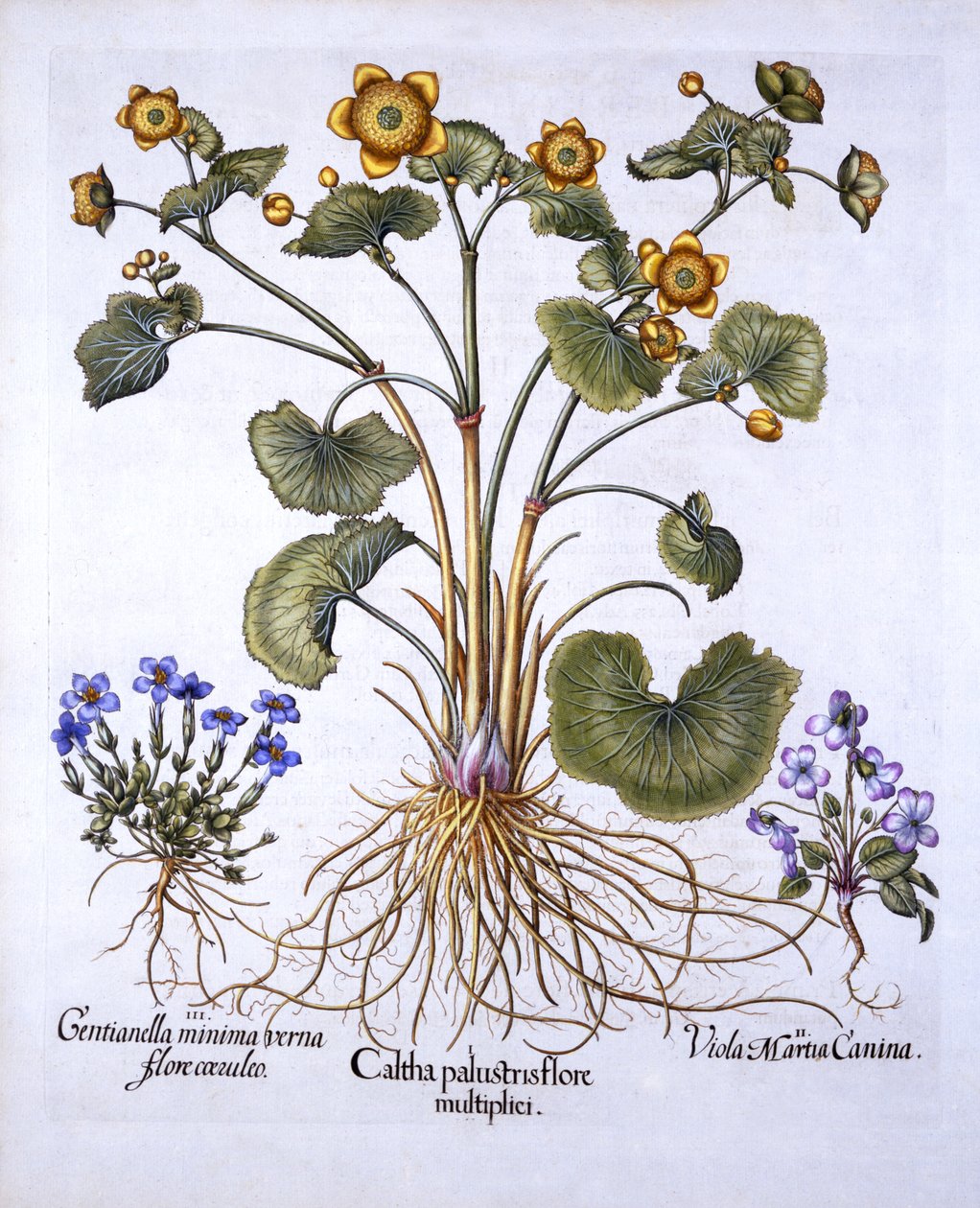 Marsh Marigold, March Violet ja Spring Gentian, Hortus Eystettensis, kirjoittanut Basil Besler (1561-1629), pub. 1613 (käsinvärinen kaiverrus) tekijältä German School