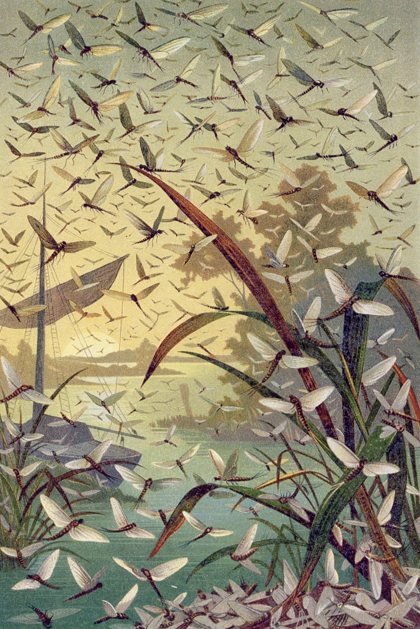 Mayfly, levy Brehmin eläinelämästä: yleinen tieto eläinkunnasta, osa 9, s. 546, julkaissut Bibliographic Institute, 1892 tekijältä German School