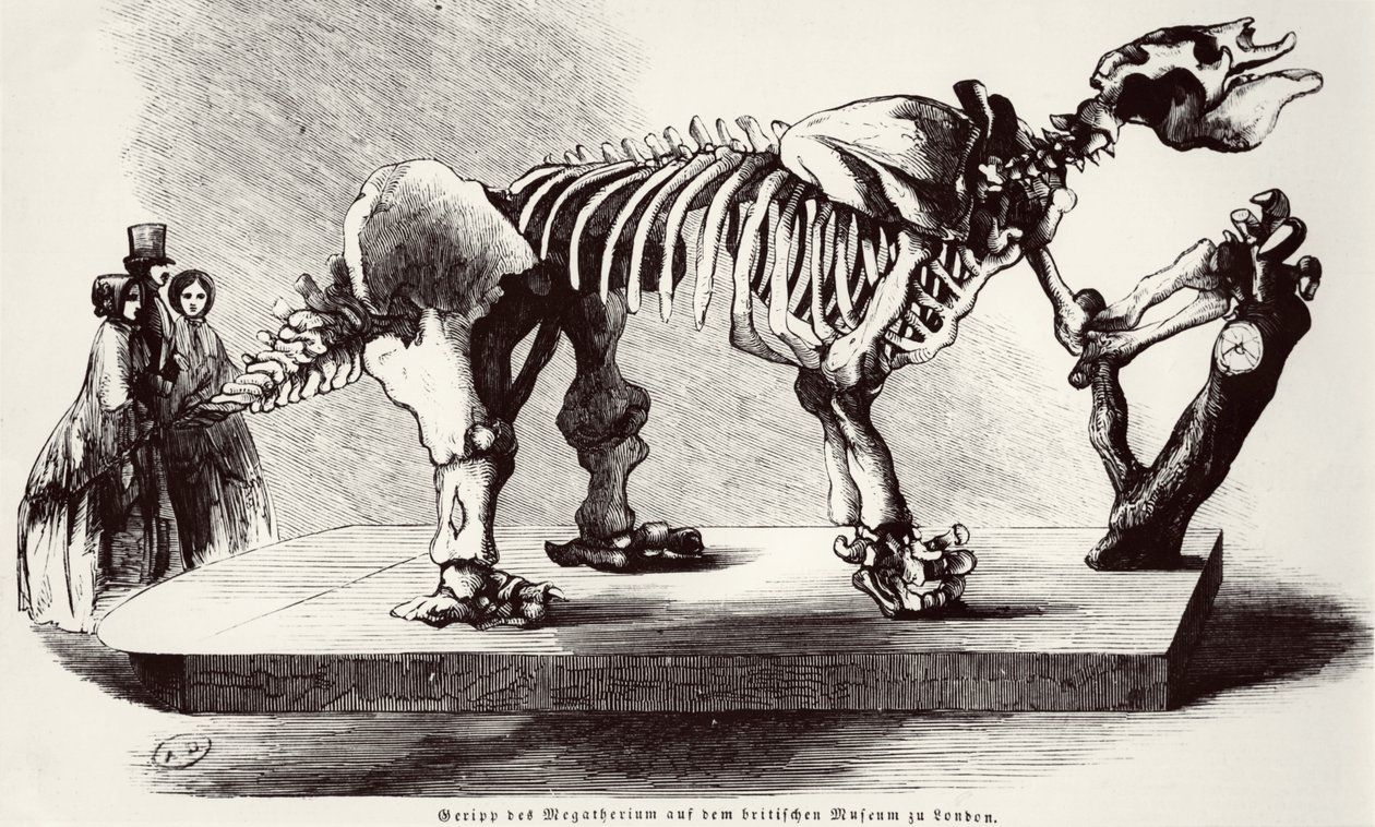 Megatherium Skeleton British Museumissa tekijältä German School